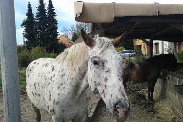 Obrázek č.28